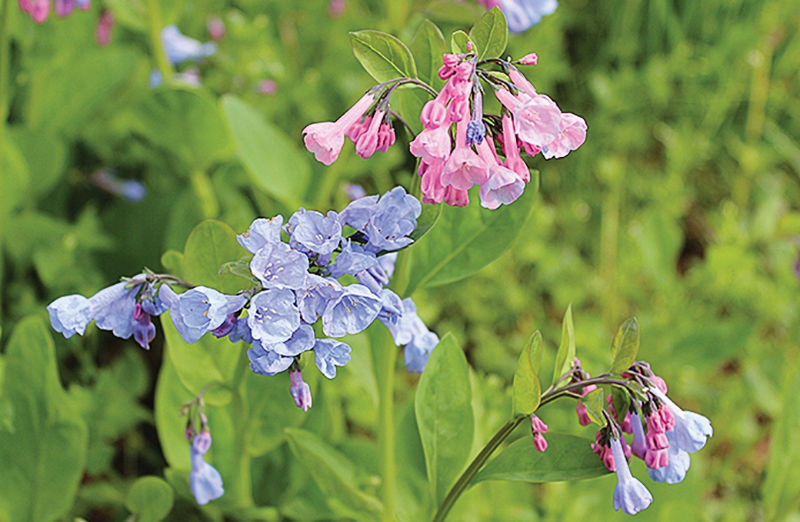 Virginia bluebells